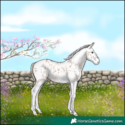 Horse Color:Chocolate Palomino Dun Tobiano Appaloosa 