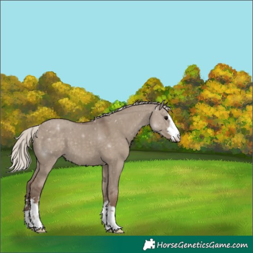 Horse Color:Silver Grullo 