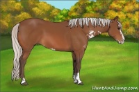 Horse Color:Silver Bay Sabino