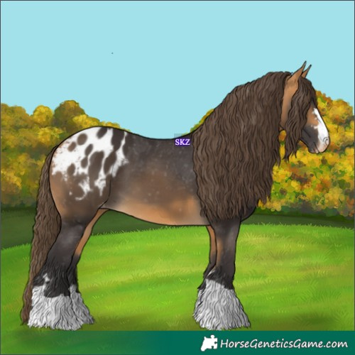 Horse Color:Buckskin Appaloosa