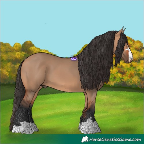 Horse Color:Bay Dun 