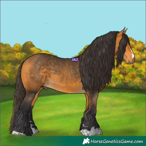 Horse Color:Buckskin 