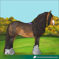 Horse Color:Buckskin