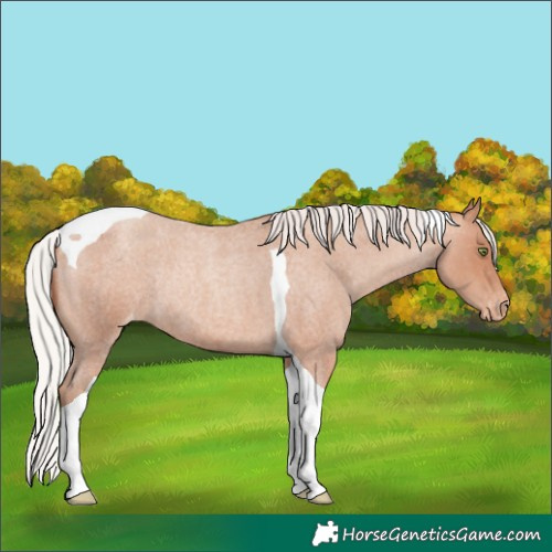 Horse Color:Silver Amber Champagne Roan Tobiano Varnish Rabicano 