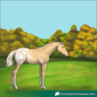 Horse Color:Gold Cream Champagne Tobiano Blanket 