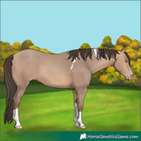 Horse Color:Amber Champagne Tobiano 