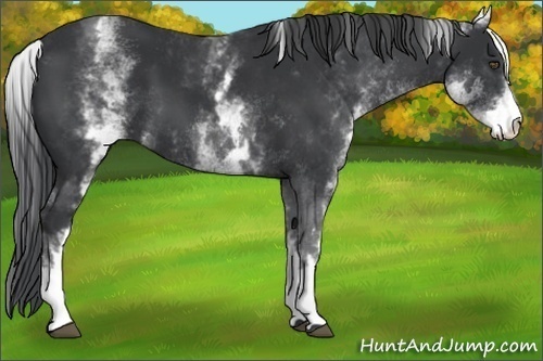 Horse Color:White Spotted Black 