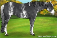 Horse Color:White Spotted Black 