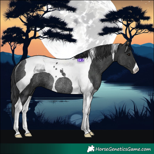 Horse Color:Black Tobiano Rabicano 
