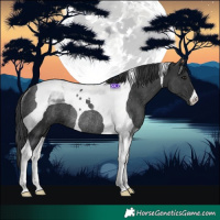 Horse Color:Black Tobiano Rabicano