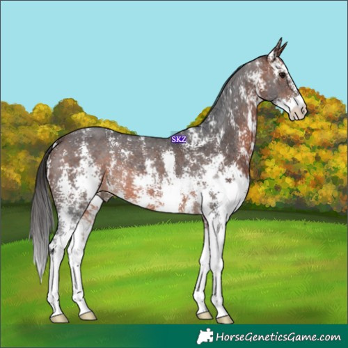 Horse Color:Brown Sabino 