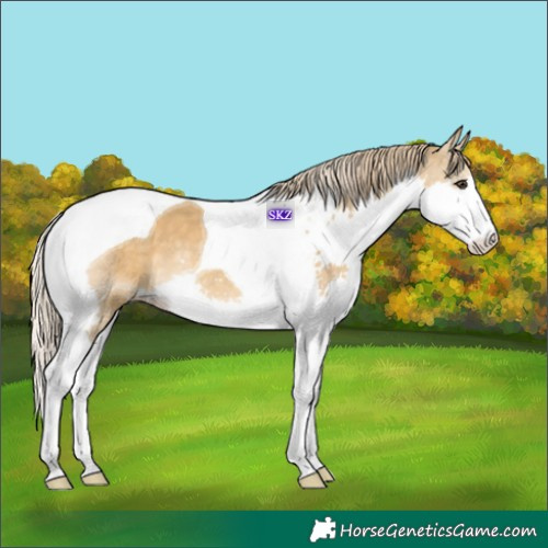 Horse Color:Chocolate Palomino Dun Splash Tobiano