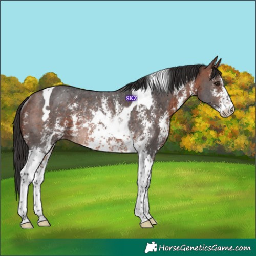 Horse Color:Bay Sabino Tobiano Rabicano