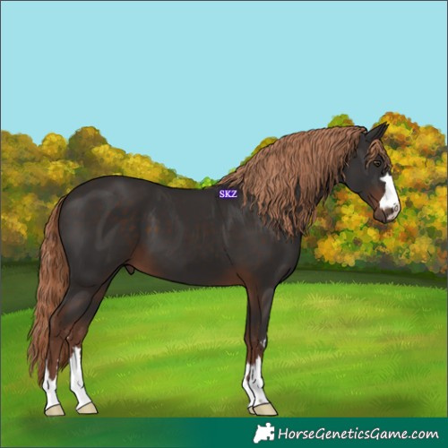 Horse Color:Liver Chestnut 