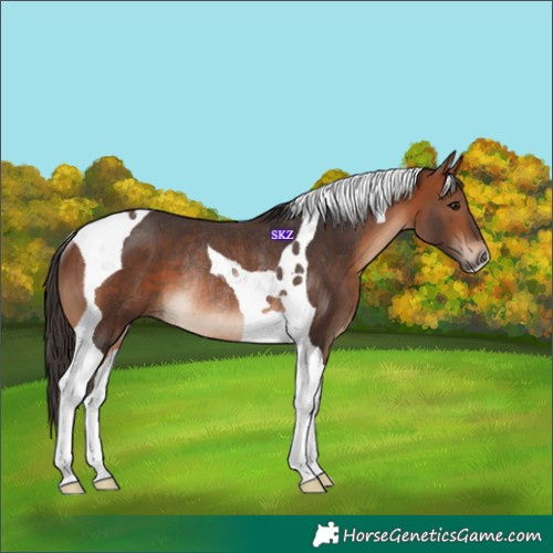 Horse Color:Bay Tobiano Rabicano