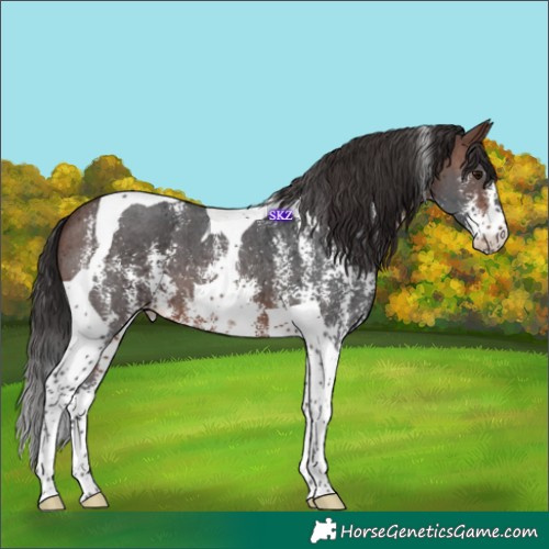 Horse Color:Brown Sabino Tobiano 