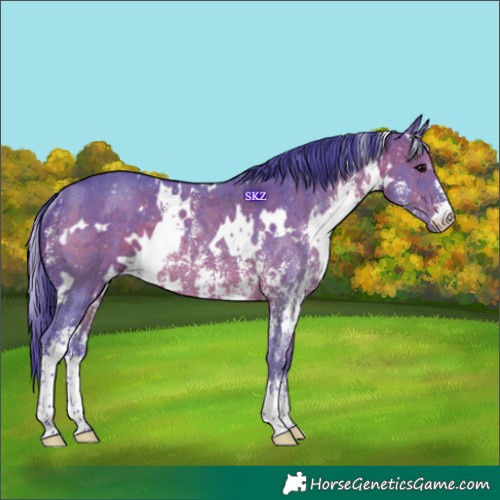 Horse Color:Watercolor White Spotted Brown Sabino Rabicano