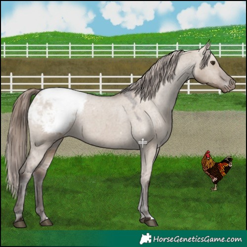 Horse Color:Liver Red Dun Snowcap Rabicano 