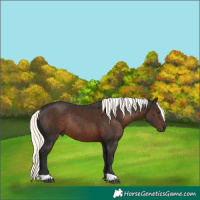 Horse Color:Liver Chestnut Mushroom Rabicano 
