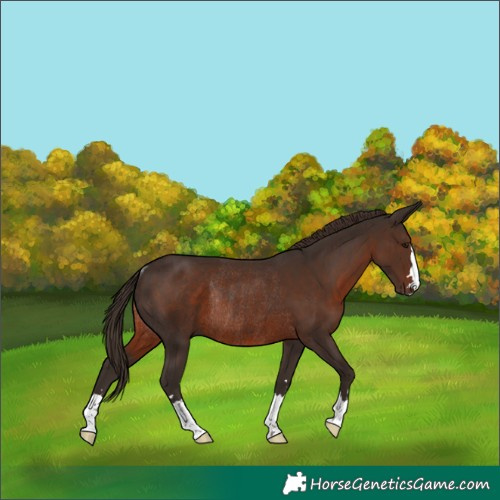 Horse Color:Liver Chestnut Rabicano 