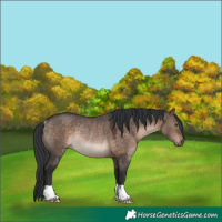 Horse Color:Brown Dun Mushroom Rabicano
