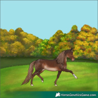 Horse Color:Liver Chestnut 