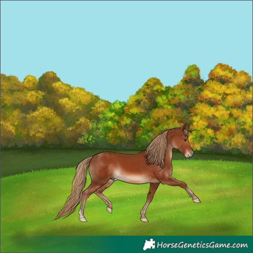 Horse Color:Chestnut 