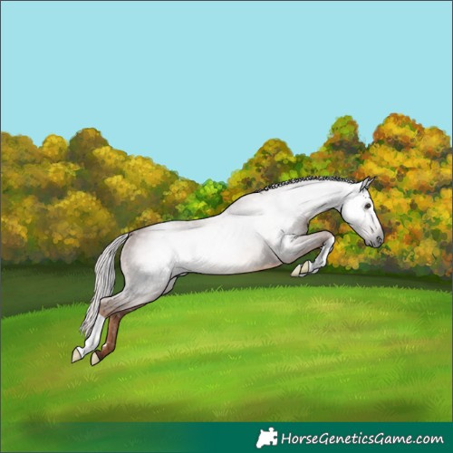 Horse Color:Gray Chestnut Rabicano 