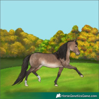 Horse Color:Brown Dun