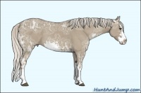 Horse Color:Silver Smoky Grullo Ice Sabino Splash