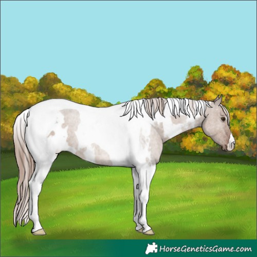 Horse Color:White Spotted Liver Red Dun Tobiano 
