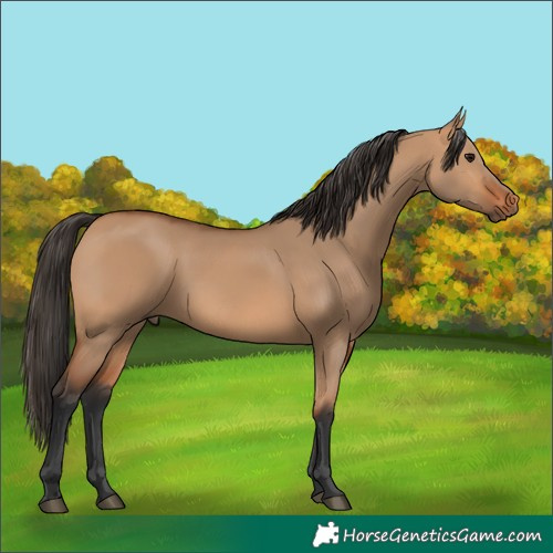 Horse Color:Bay Dun Rabicano 