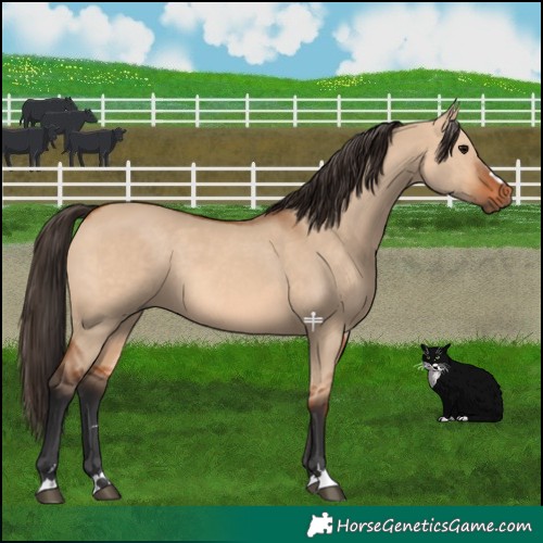 Horse Color:Bay Dun Rabicano 