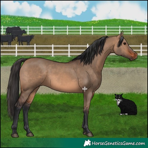 Horse Color:Brown Dun Rabicano 