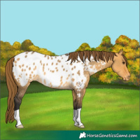 Horse Color:Buckskin Dun Appaloosa 