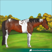 Horse Color:Bay Tobiano