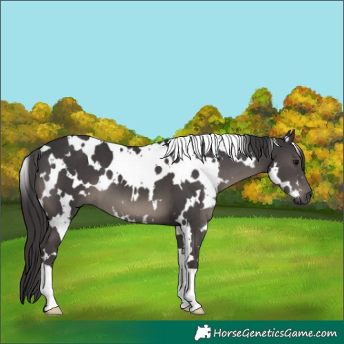 Horse Color:White Spotted Smoky Black