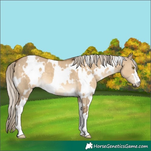 Horse Color:White Spotted Chocolate Palomino Dun