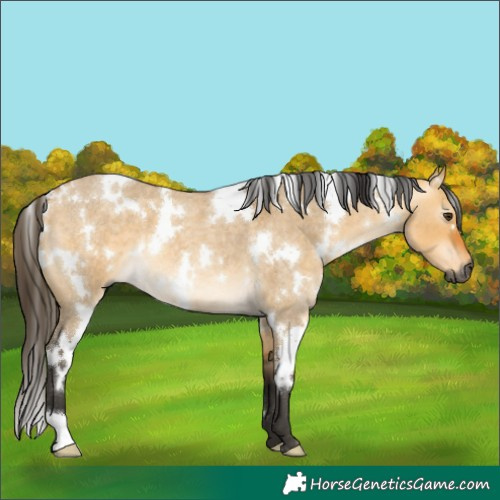 Horse Color:Gray White Spotted Buckskin Roan Dun