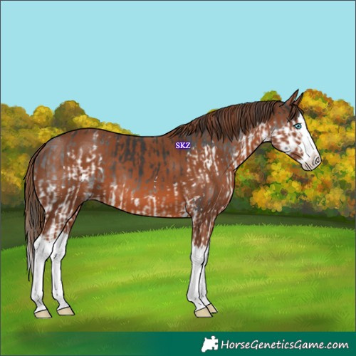 Horse Color:Black Splash Appaloosa  and Chestnut Splash Appaloosa 