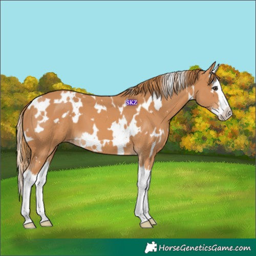 Horse Color:White Spotted Chestnut Splash