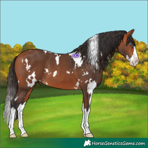 Horse Color:White Spotted Bay Splash