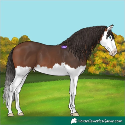 Horse Color:Bay Splash 