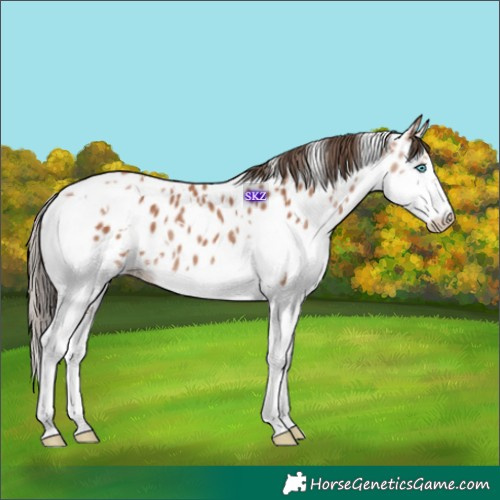 Horse Color:White Spotted Bay Splash Near Leopard