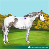 Horse Color:Gray White Spotted Chestnut Splash Tobiano 