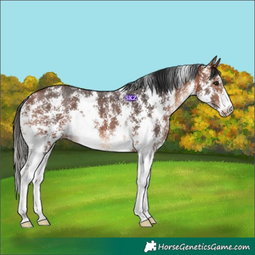 Horse Color:Bay Sabino 