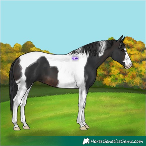Horse Color:Brown Tobiano