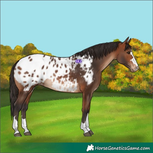 Horse Color:Bay Blanket Rabicano