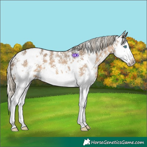 Horse Color:Chocolate Palomino Sabino Splash Varnish