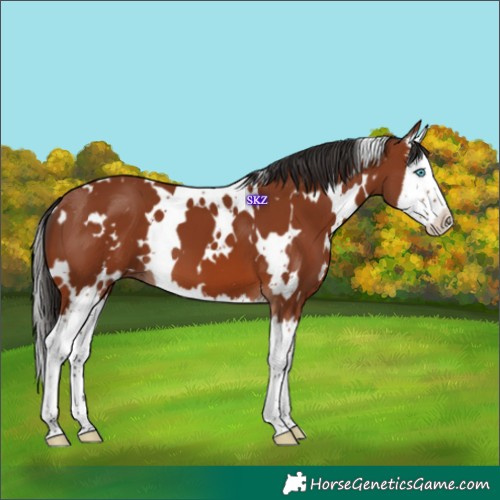 Horse Color:White Spotted Bay Splash 